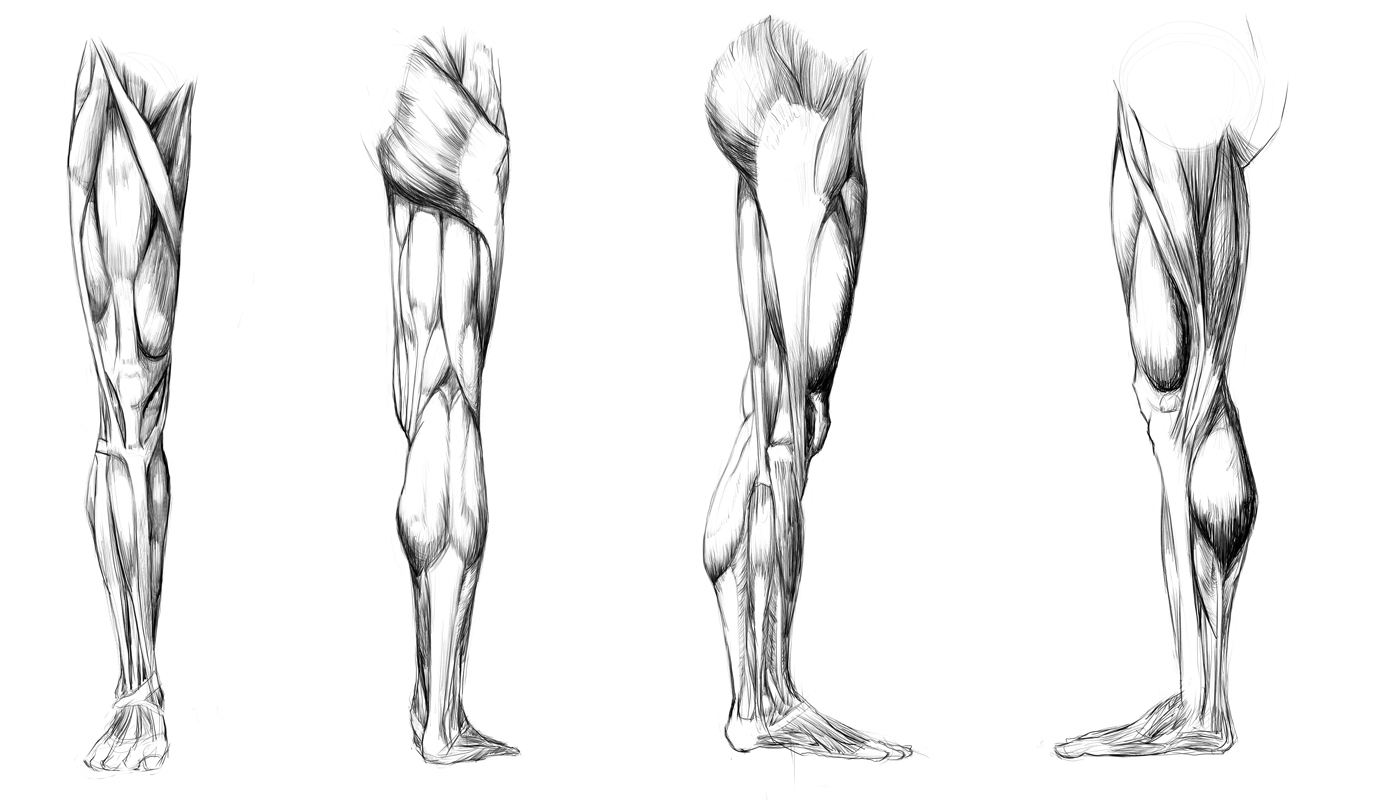 Study Leg Muscles Anatomy Study - leg muscules by Call0ps on DeviantArt