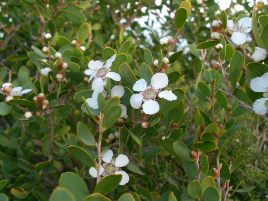 Pretty Tea-Tree Flowers by shoppingtrolley99 on DeviantArt