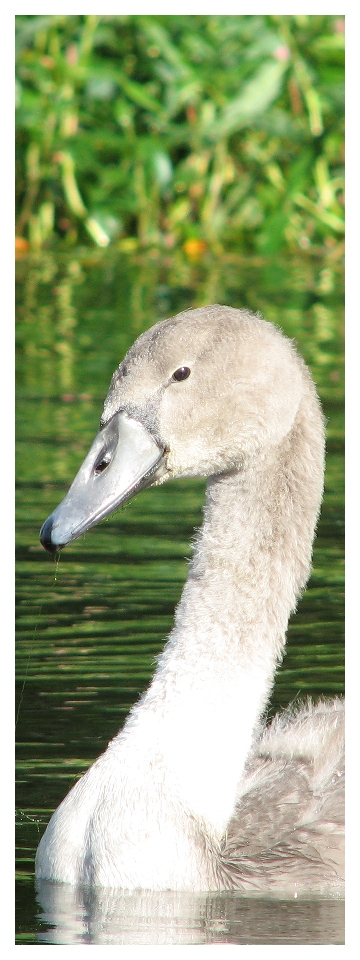 Cygnet