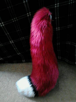 Red fox tail with white tip