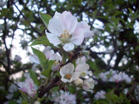 White Flower