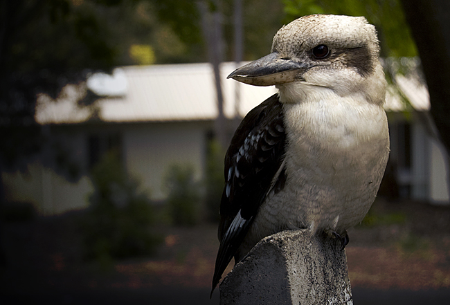 Mr. Kookaburra