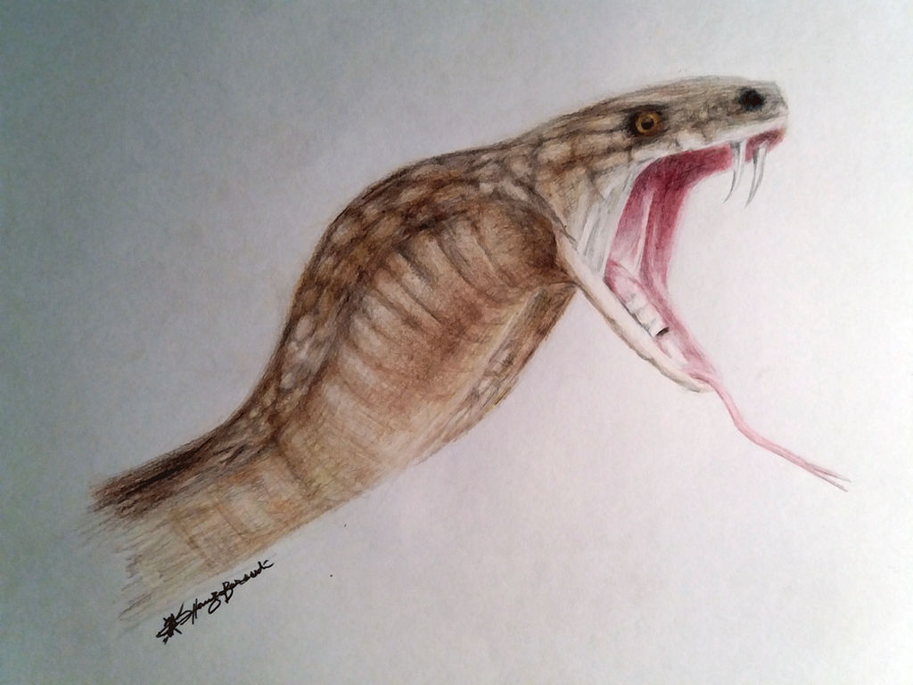 Dessin De La Semaine Cobra Royal By Hbxcreations On Deviantart Dessin De La Semaine Cobra Royal By Hbxcreations On Deviantart