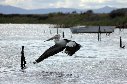 on the wing, over water