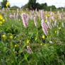 Flower Field