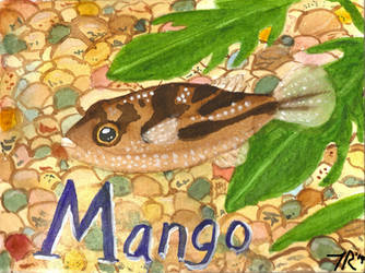 Mango