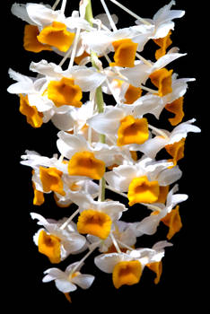 Dendrobium Well Lit