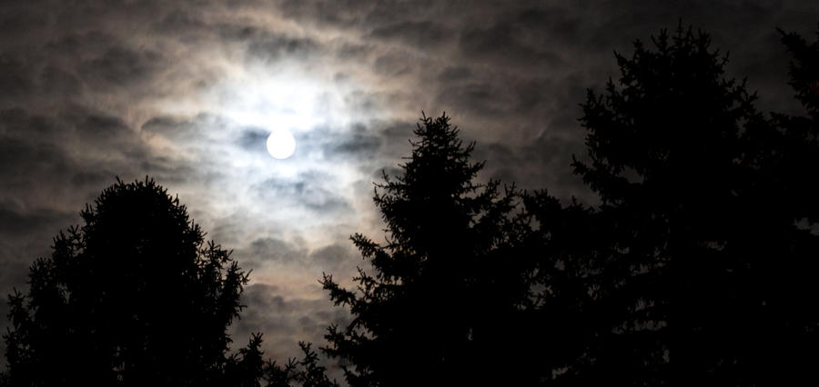 moon over trees