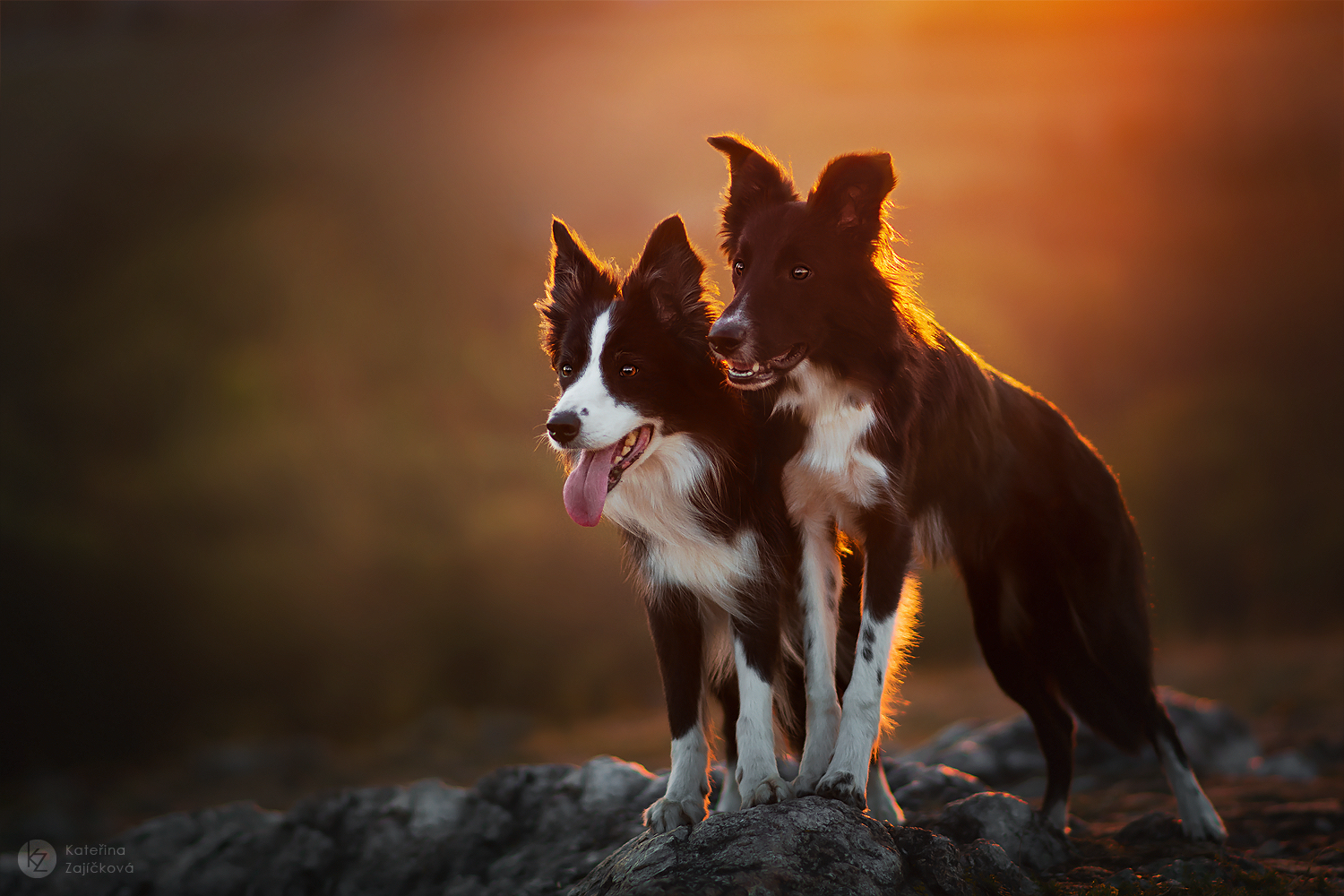 LOTKA - DEAN | Bordercollies