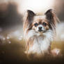 MINNIE | Chihuahua