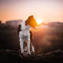BELLA | Bordercollie
