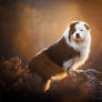 FINN | Australian Shepherd