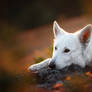 ELISE | Swiss Shepherd