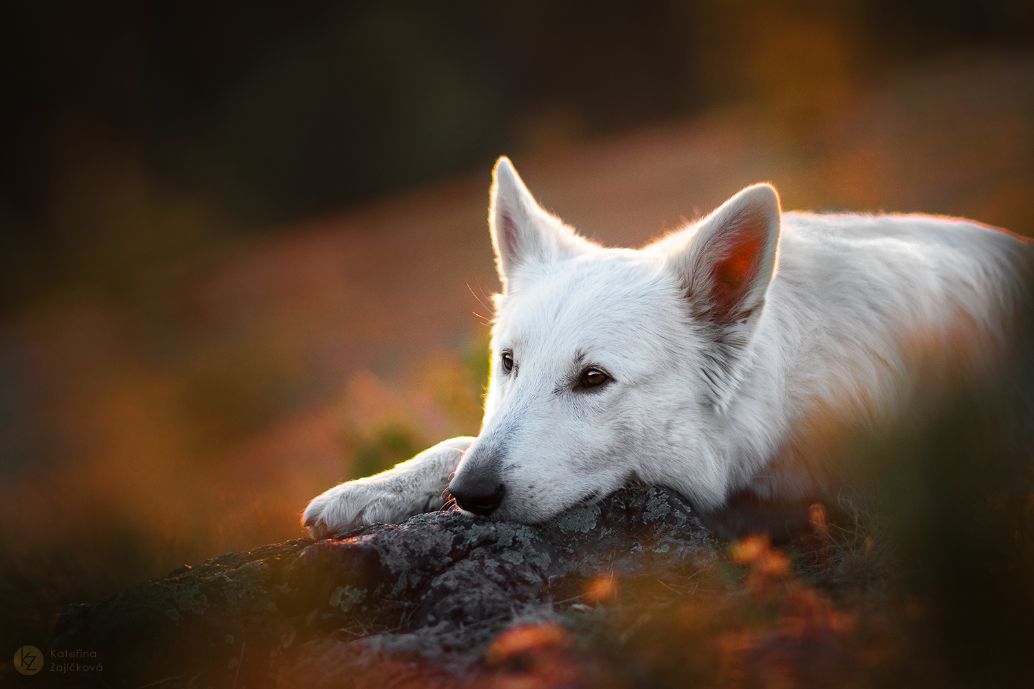 ELISE | Swiss Shepherd