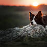 LOTKA | Bordercollie