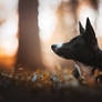 LIME | Smooth Bordercollie