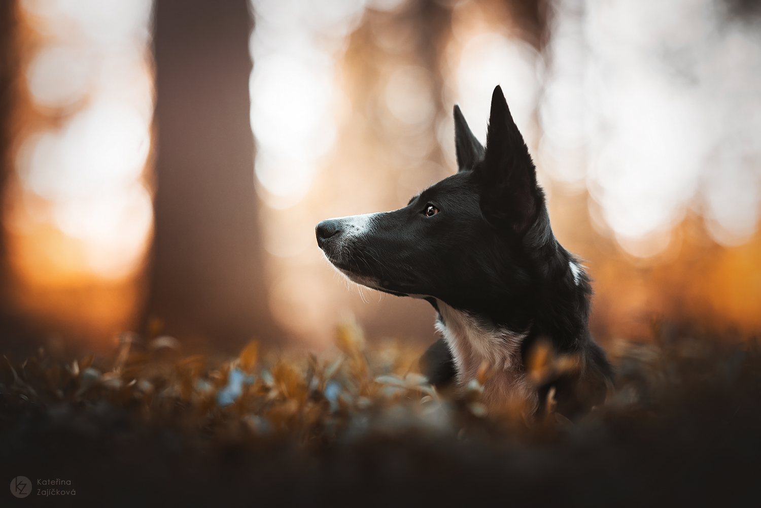 LIME | Smooth Bordercollie