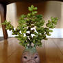 Sid Sourface Sedum - SOLD