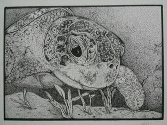 Turtle_Stipling