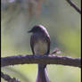Bird in a tree