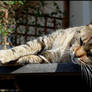 Chipie, sleeping at the sun...