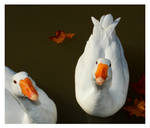 Weird Geese staring at me... by Flo0orian