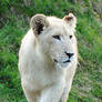 White Lion