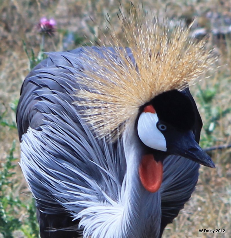 East African Crowned Crane