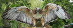 Wonderful Wingspread by lenslady