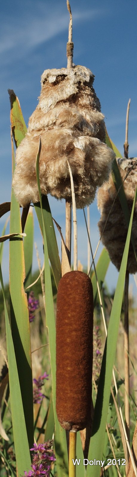 Cattail Owl