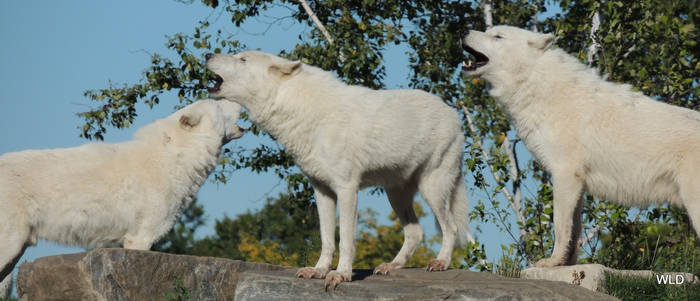 Singing Wolves