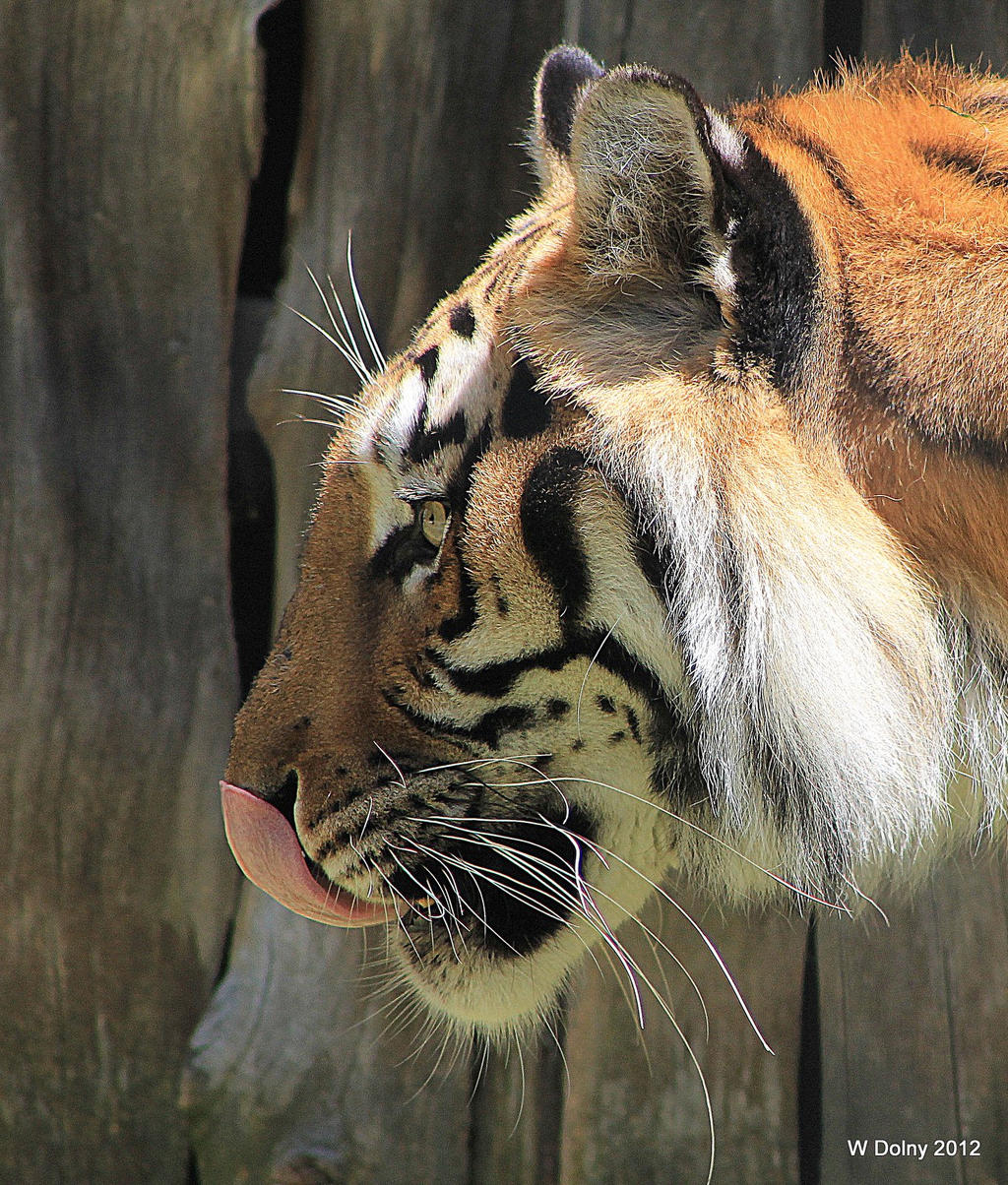 Bengal Tiger Profile