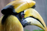 Great Hornbill closeup by lenslady