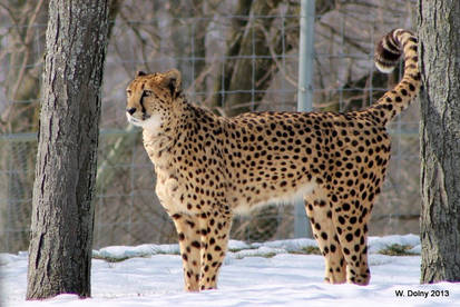 Majestic Cheetah