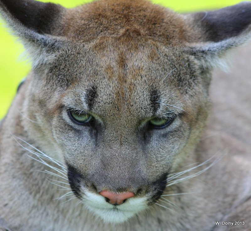 North American Cougar