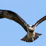 Osprey In Flight