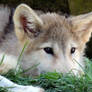 Timber Wolf Pup - 3 Months Old