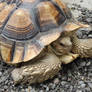 Desert Tortoise