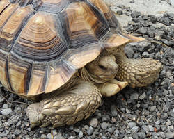 Desert Tortoise