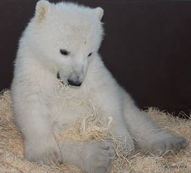 Pooped Polar Bear Cub