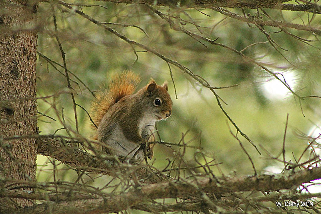 Red Squirrel