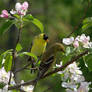 American Goldfinch