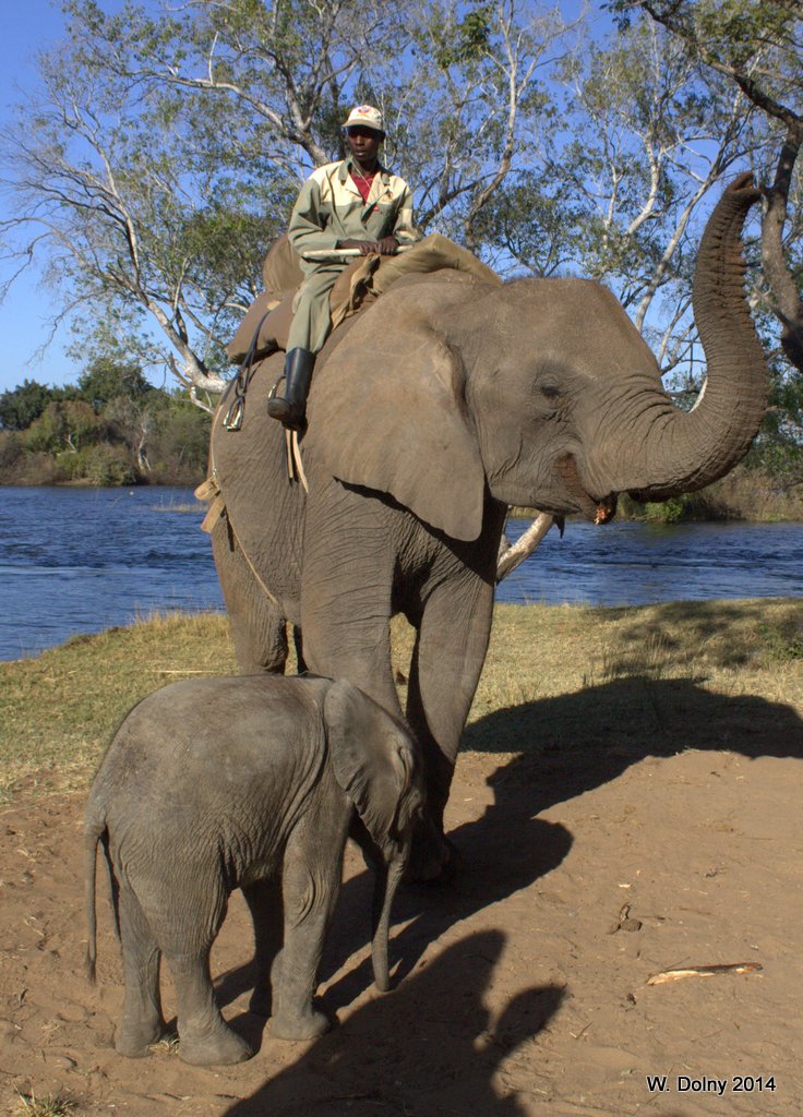 African Elephant Safari 3