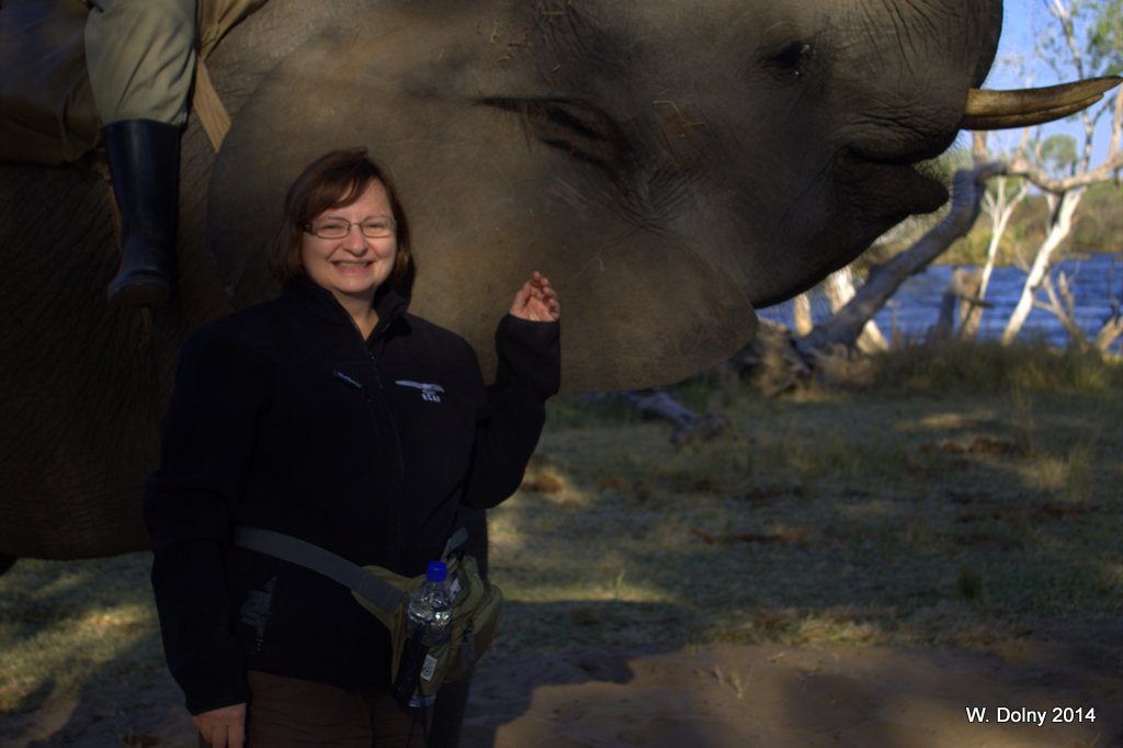 African Elephant Safari 4