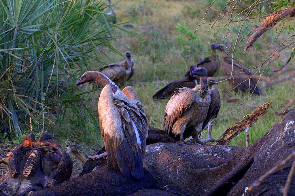 White-Backed Vulture