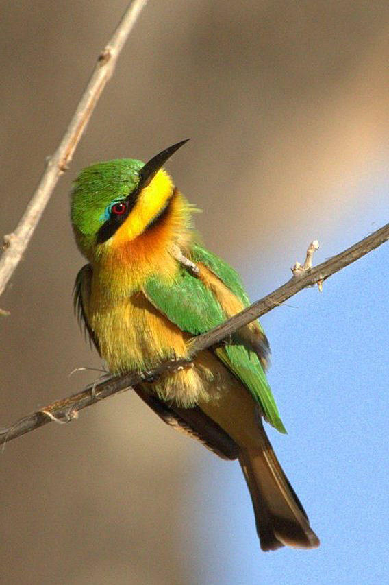 Little Bee-Eater by lenslady