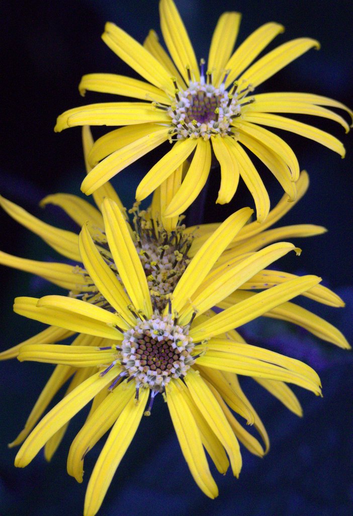 Floral Fireworks