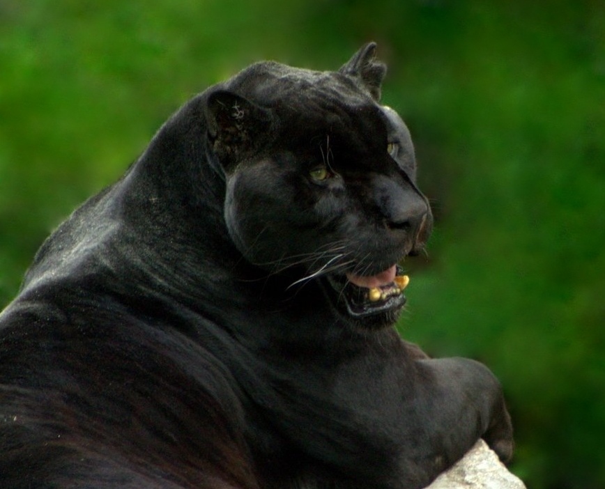 Black Leopard