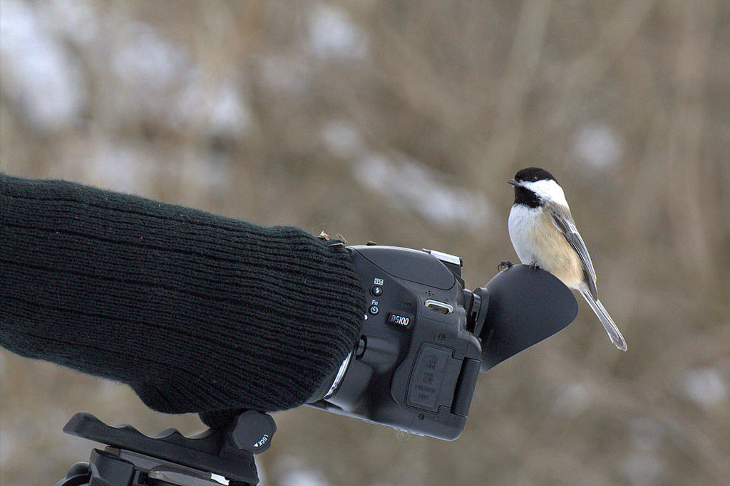 Chickadee Takes a Photo