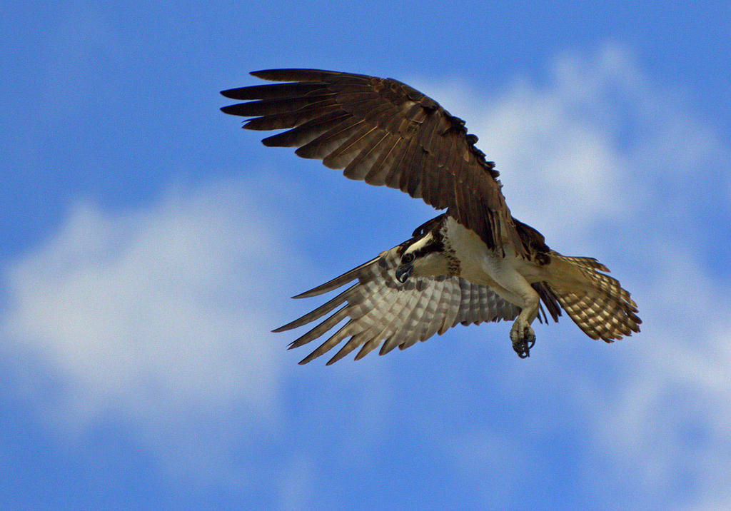 Approaching The Nest